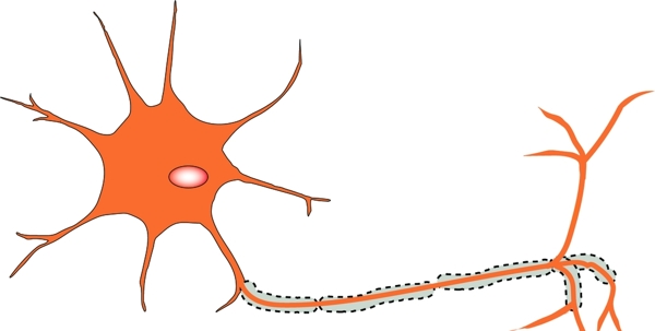 神经细胞