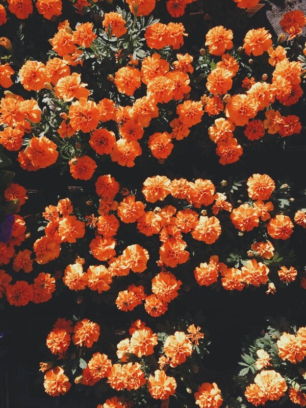 花叢素材
