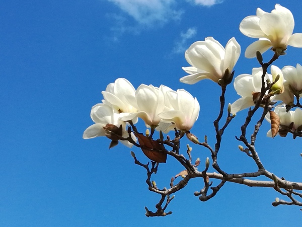 玉蘭花
