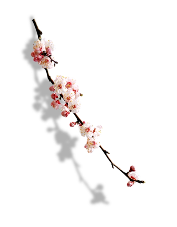 桃花花枝素材