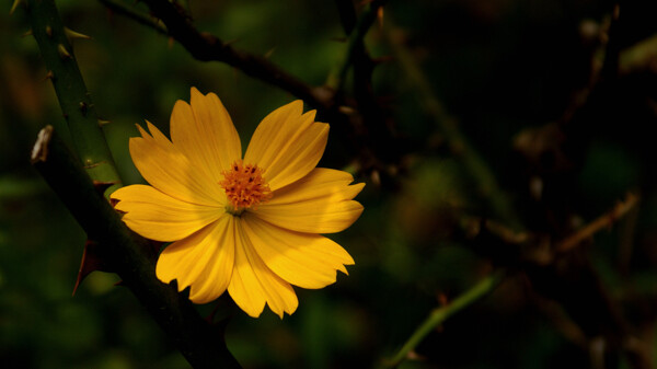 唯美黄色小雏菊图片