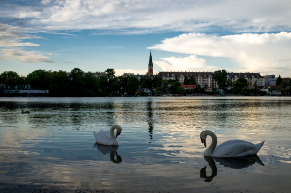 多瑙河上的天鹅