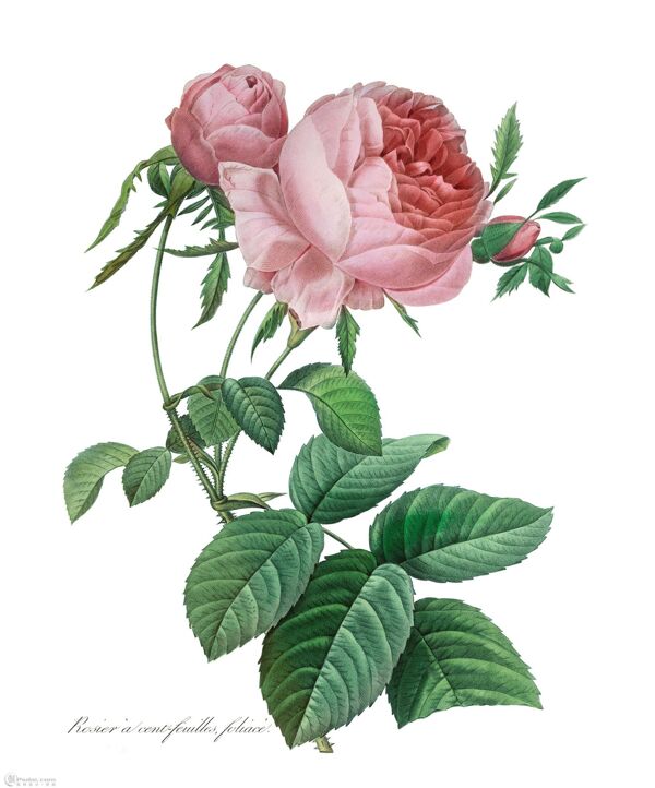 月季花插圖