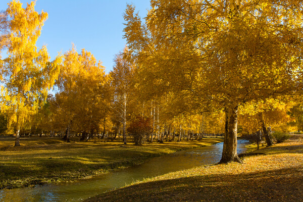 秋天黄色树木风景图片