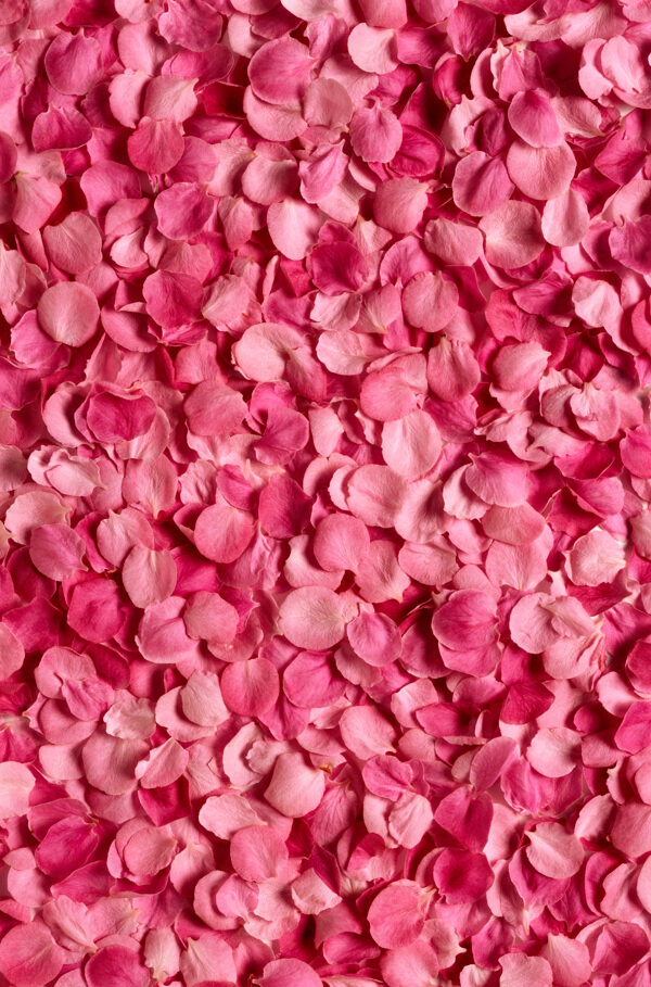 玫瑰花