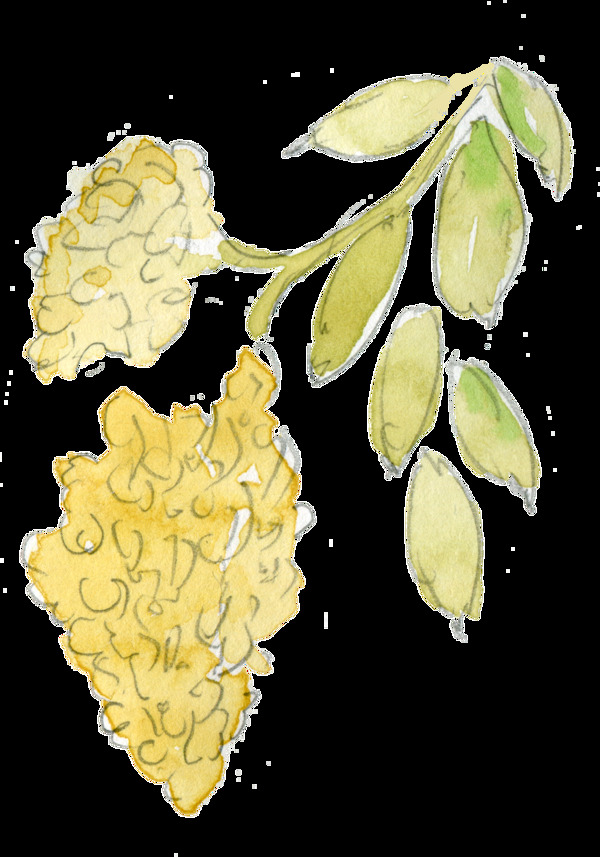 水黃蜜葉透明裝飾素材