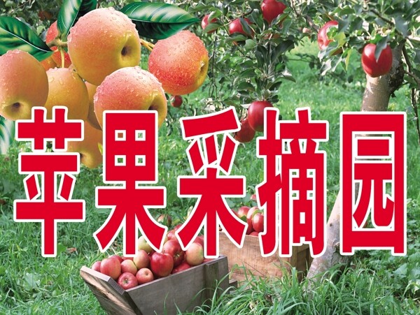 苹果采摘园