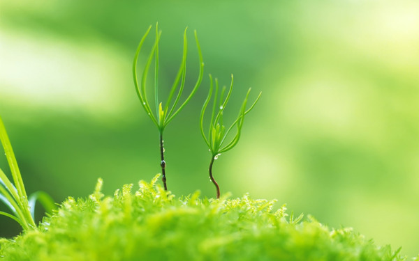 植物圖片
