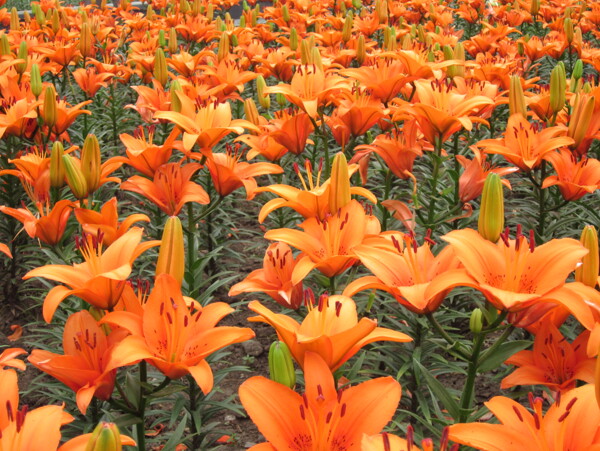百合花圖片