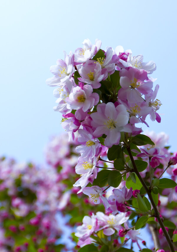 海棠花圖片