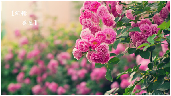 薔薇圖片