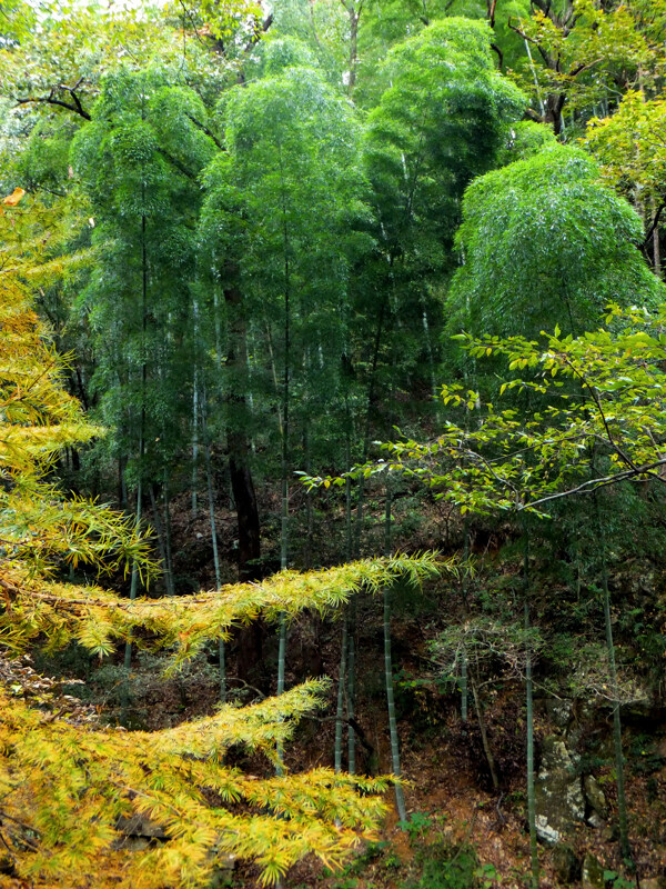 黃山圖片
