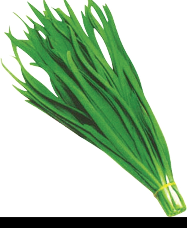韭菜圖片