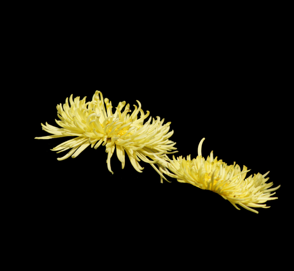 位圖植物花朵菊花免費(fèi)素材