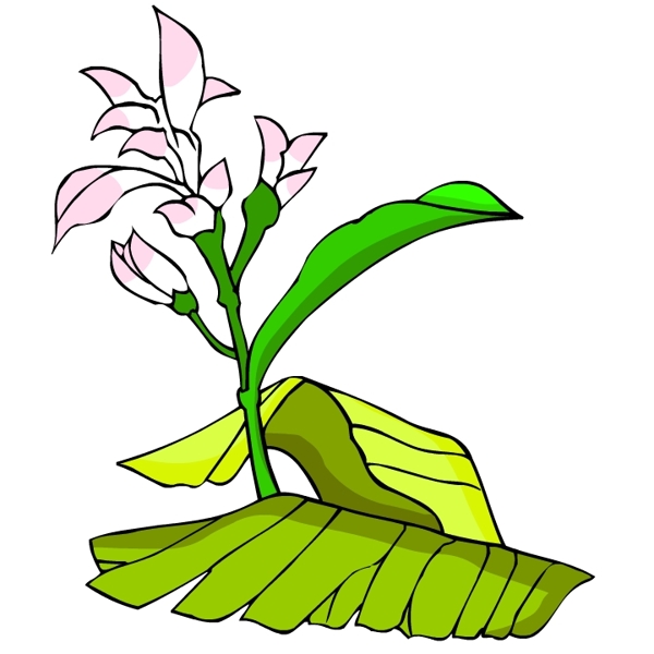 花卉古典插畫(huà)