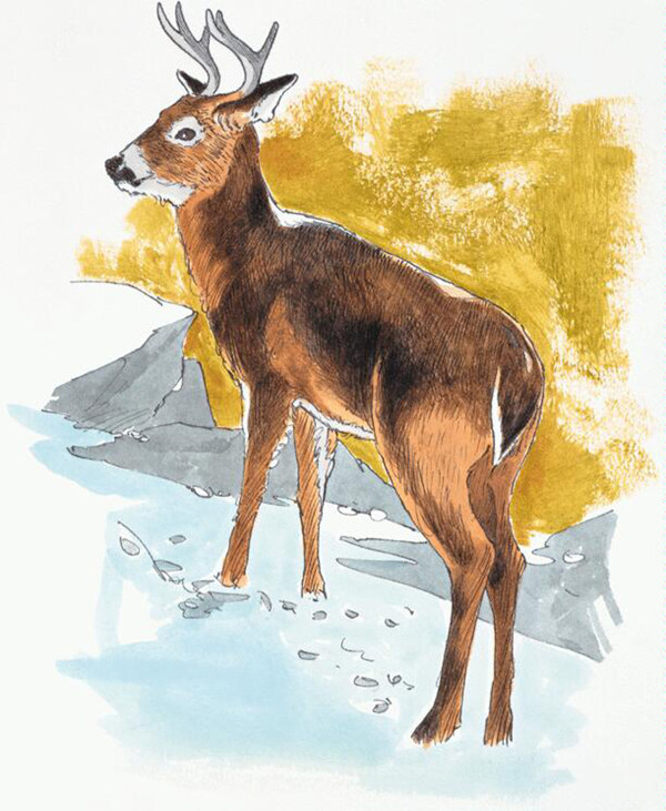 動物插圖25