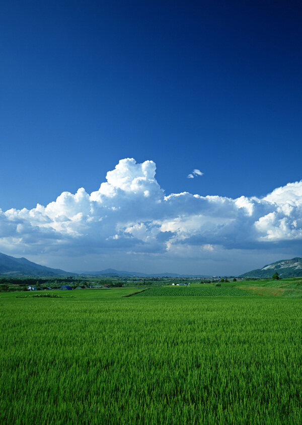 天空大地藍(lán)天白云草地