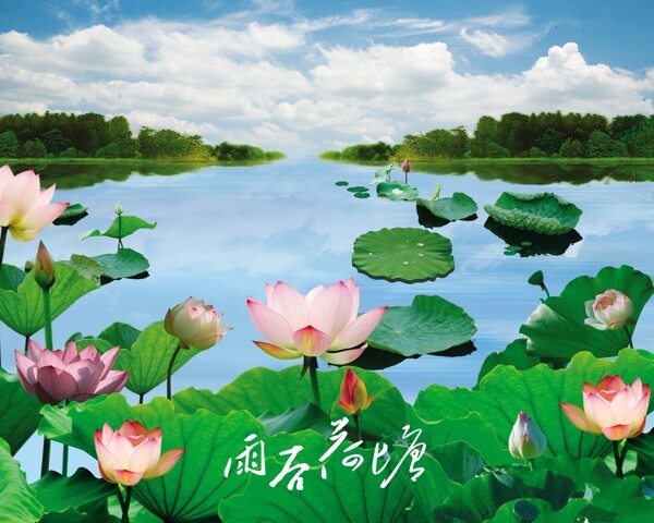 荷花
