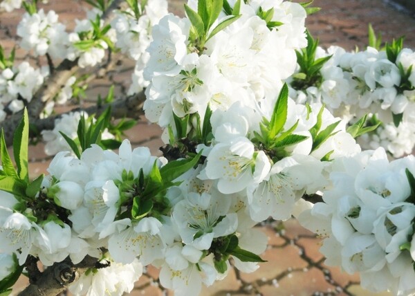 桃花圖片