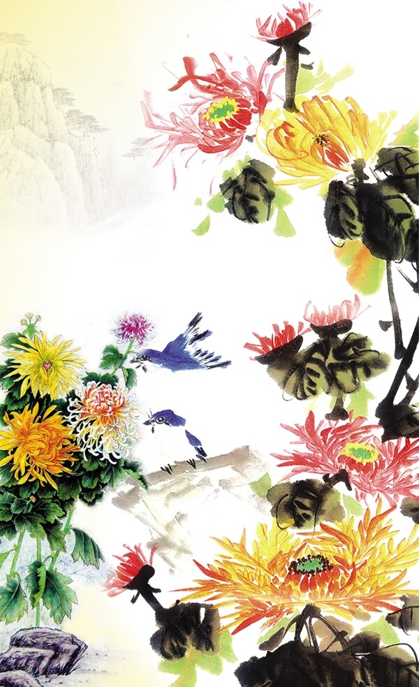 菊花圖片