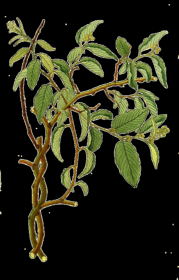 手绘逼真一棵桂花树透明植物素材