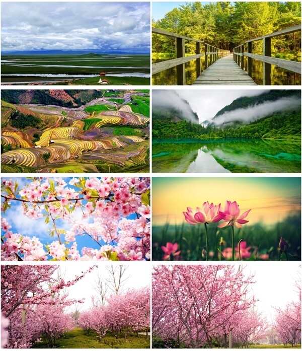桃花背景