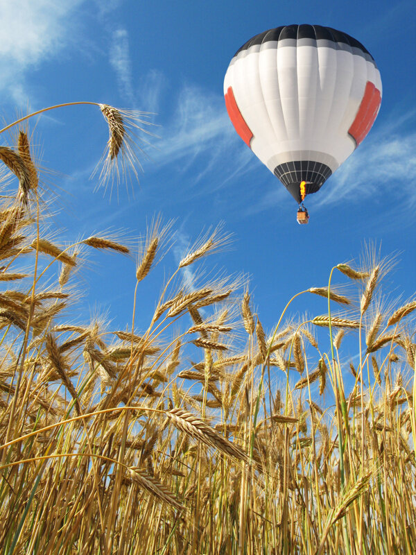 麦田上的热气球图片