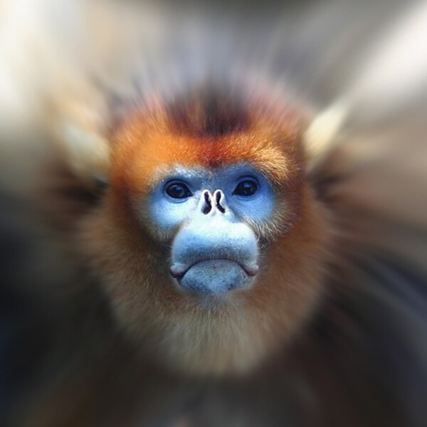 位圖插畫時尚插畫動物插畫藝術效果免費素材