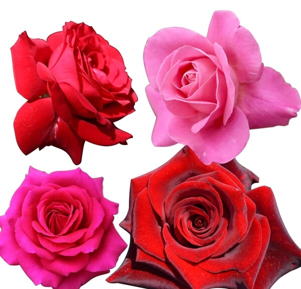 玫瑰花装饰