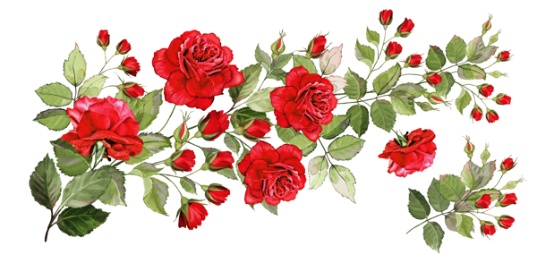 玫瑰月季蔷薇图片