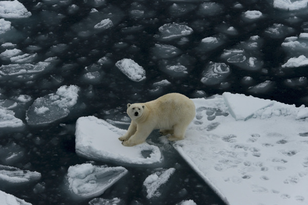 浮冰上的北极熊