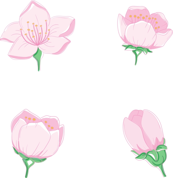 卡通手绘樱花开花过程矢量图片