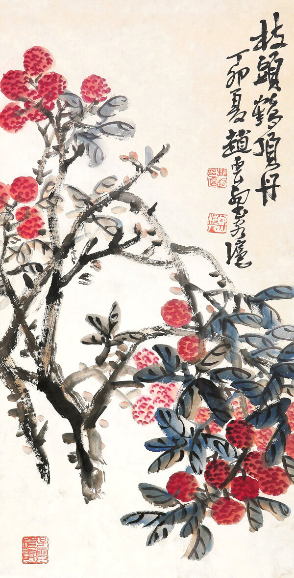 荔枝圖圖片