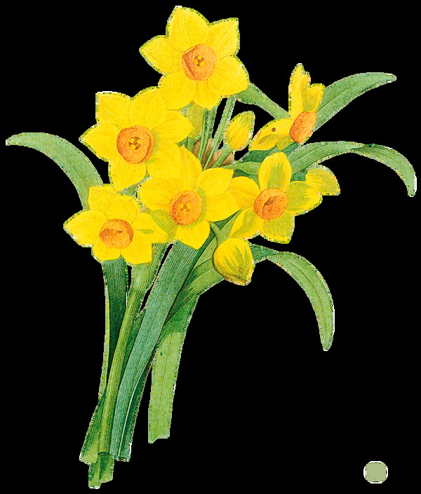 黄色艳丽花卉卡通透明素材