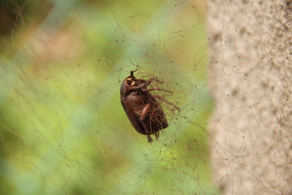 网中死亡的昆虫图片