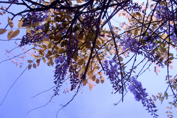 紫藤花開图片