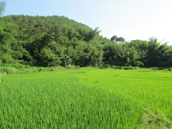 田園風光圖片