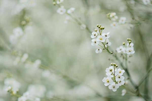 位圖植物花朵寫實(shí)花卉野花免費(fèi)素材
