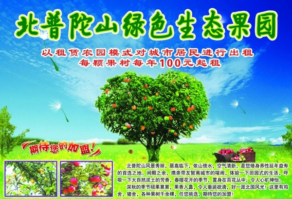 苹果绿色生态果园