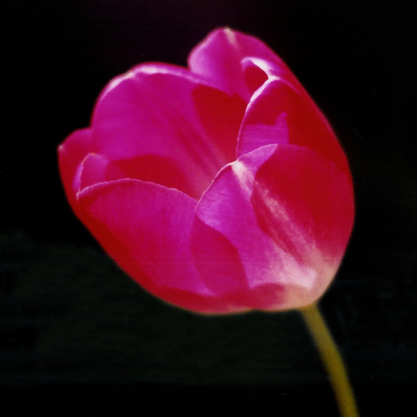 位圖植物攝影寫實(shí)花卉花朵郁金香免費(fèi)素材