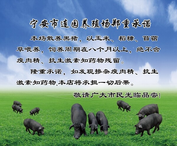 黑猪简介