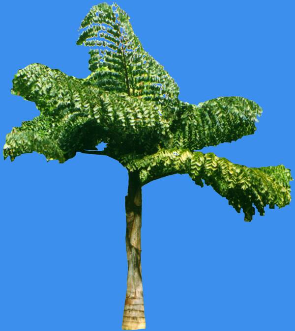 董棕植物素材