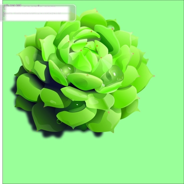 植物