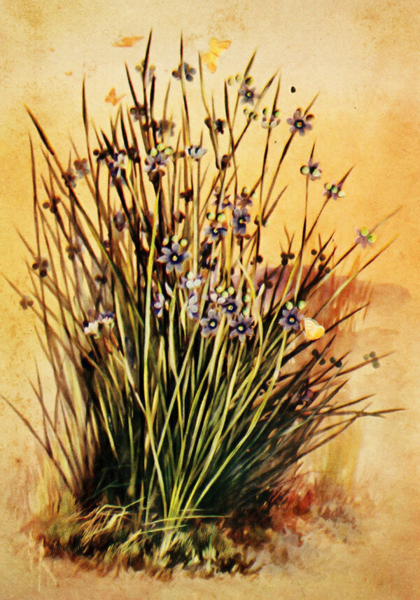 复古鲜花植物装饰画