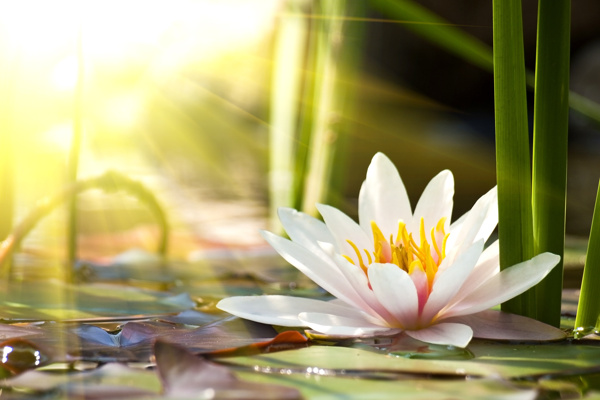 陽(yáng)光下的蓮花