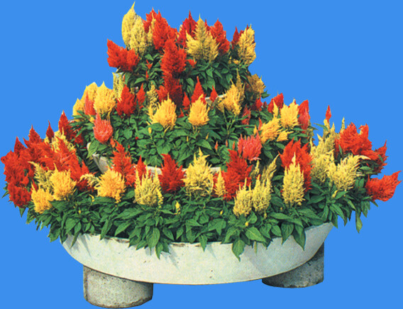 花缽200小品素材