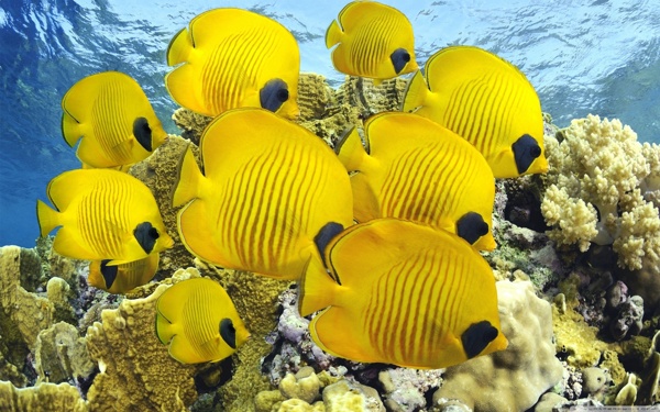熱帶魚圖片