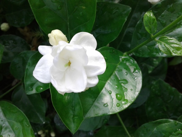 茉莉花圖片