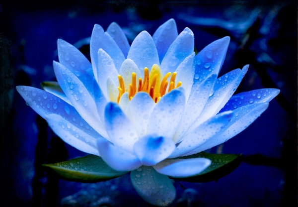 荷花圖片