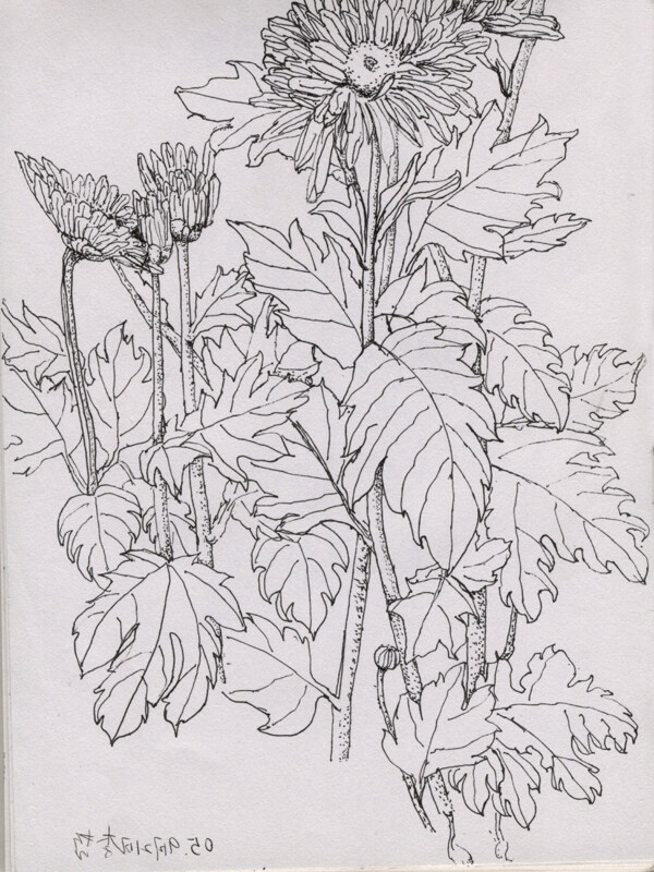 太陽(yáng)花